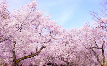 스즈카 벚꽃 축제